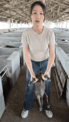这个女人在给公猪做绝育这个场面大家见过吗给公猪绝育在养殖行业里称“劁猪”