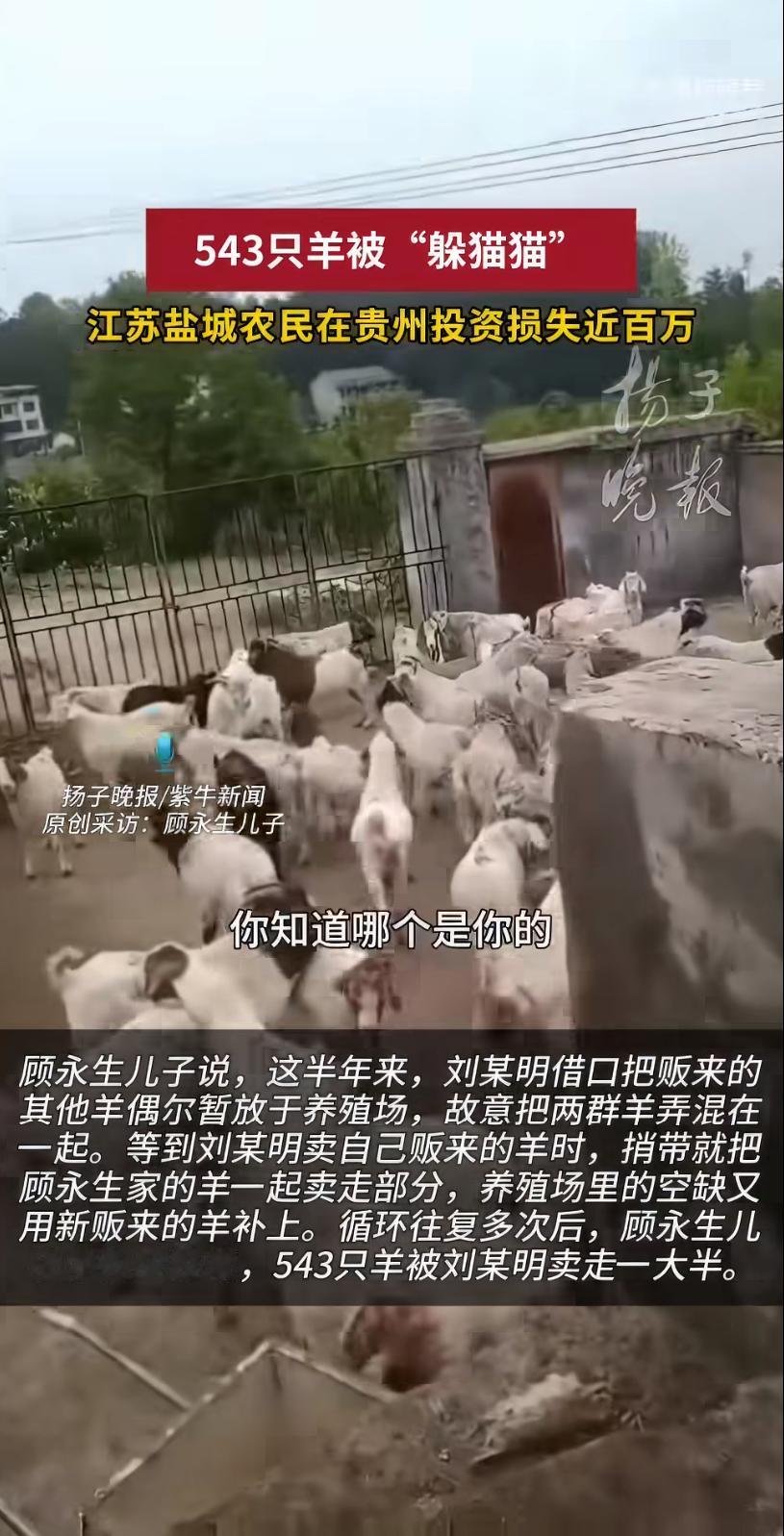 江苏养羊人顾永生的人生，因一场“熟人”骗局彻底崩塌。他听信贵州羊贩子刘某明的“致