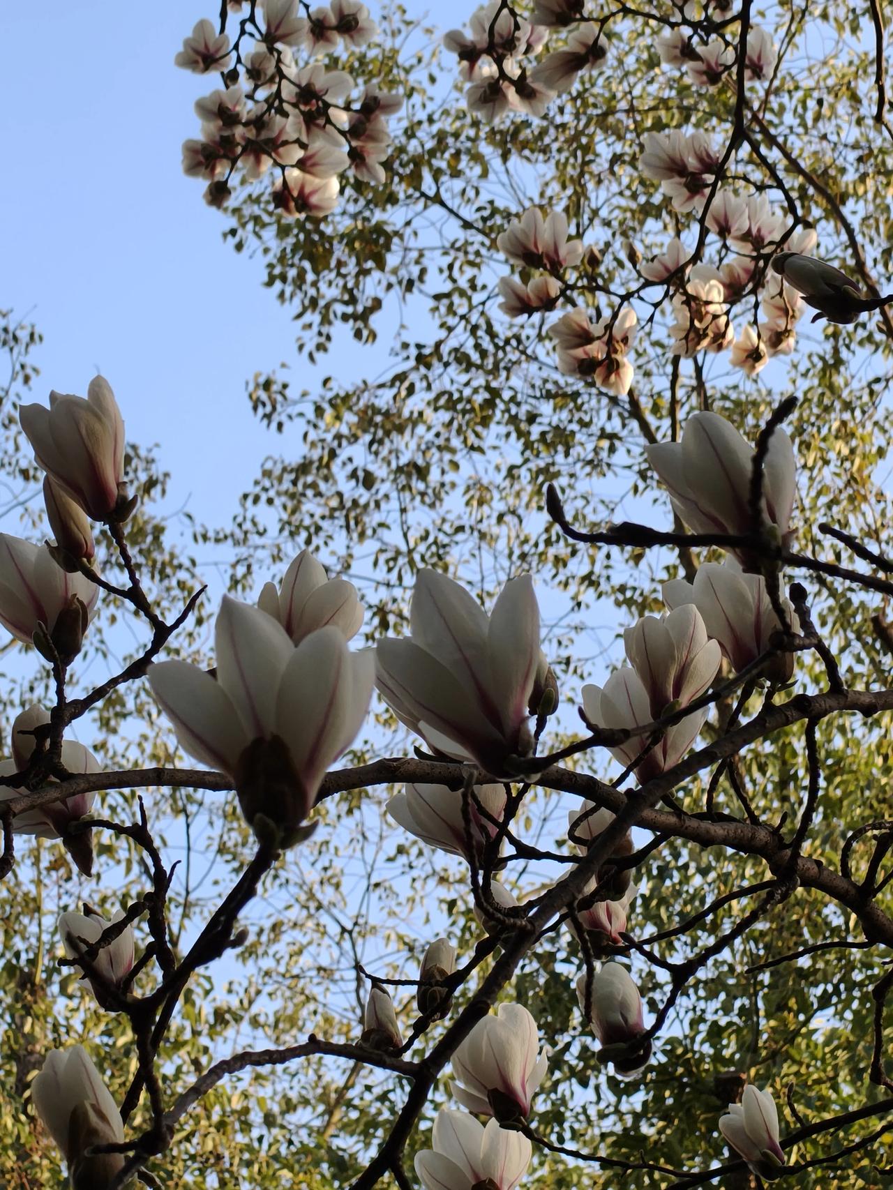 一夜春风，满树繁花🌸玉兰花似乎是一瞬间绽开的。天气转暖，风一吹，花就开了。