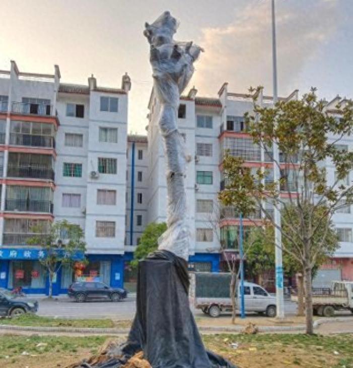 多地几乎被采挖绝迹，2022年贵州一株被连根盗挖，后在山庄内找到2022年贵州