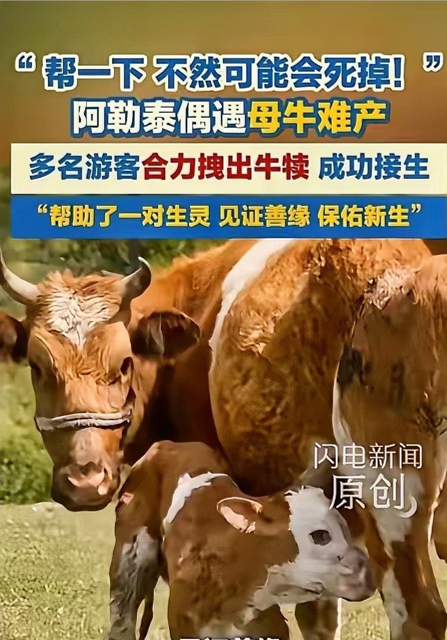 5月25日，在新疆阿勒泰，几名游客游玩时偶遇母牛难产。危急时刻，一位当地朋友拨通