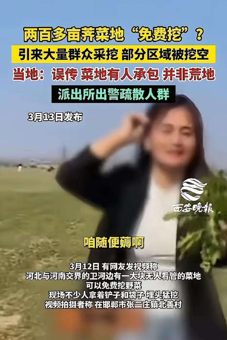 河南安阳，200亩荠菜，被薅光了。一个女的，发现一片长势喜人的野菜地，不问主