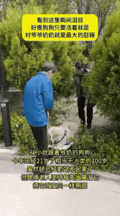 看着这个老两口，就看到我了。我家狗狗今年十四岁了，现在已经行动困难了，我家狗狗是