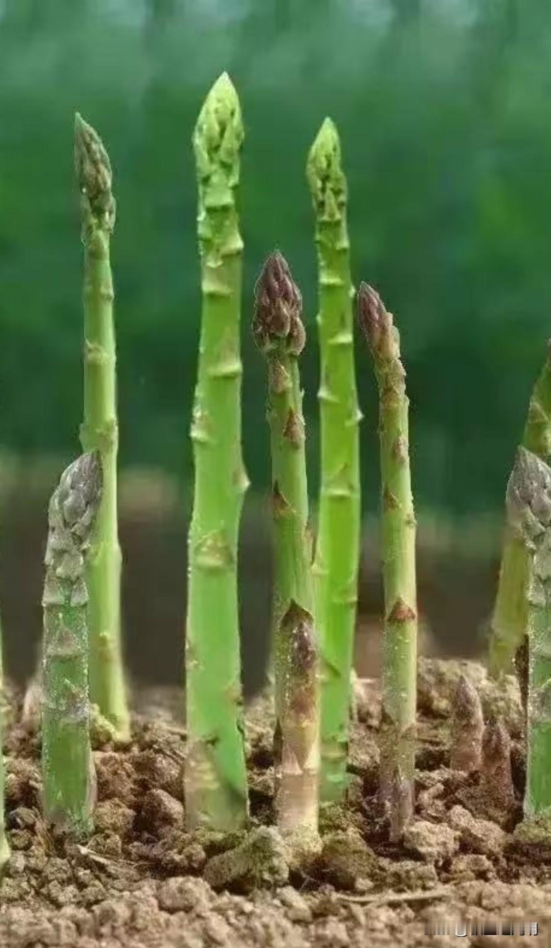 有一个博主晒自家阳台种的有机蔬菜，长得特别好，品种多，生菜、小白菜、苋菜都有，还