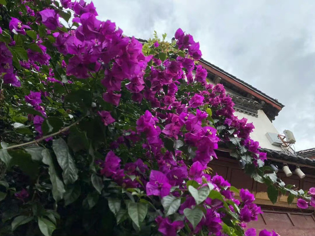 遗忘了盛夏吧，一起来感受丽江古城的秋天……​​​​
