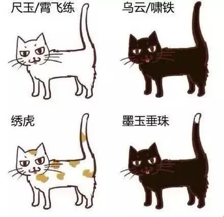 猫界真有毛色鄙视链？养了4只猫才懂：鄙视的从来不是猫，是人心猫界有没有毛色