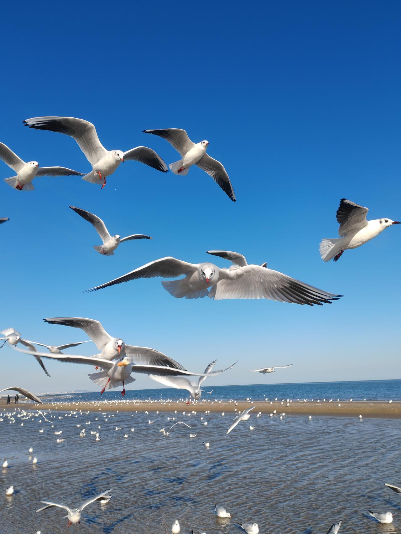 今天去昆明翠湖公园随拍，那景色简直绝了！到了南边和“阮堤”附近，成群的海鸥在眼