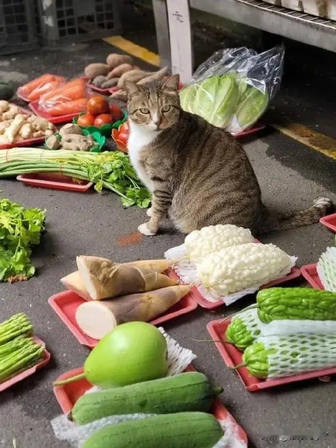 3点出摊，4点睡觉！​​​