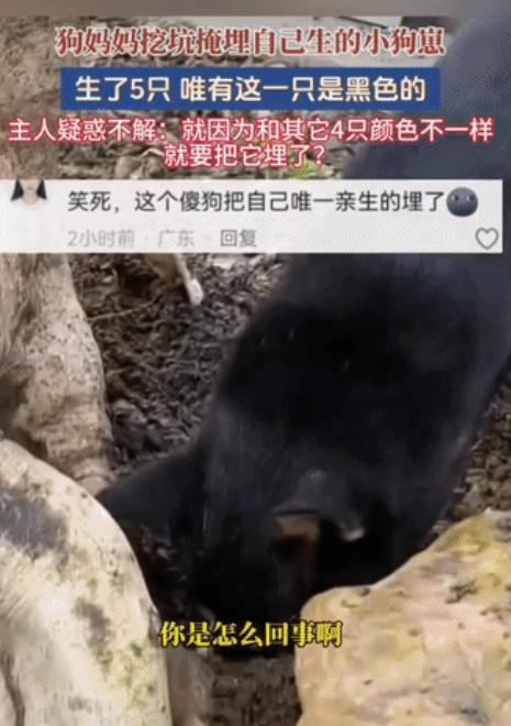 “解释不清了！”广东，一只黑狗生下了五个幼崽，四黄一黑。不料幼崽落地，狗妈竟当