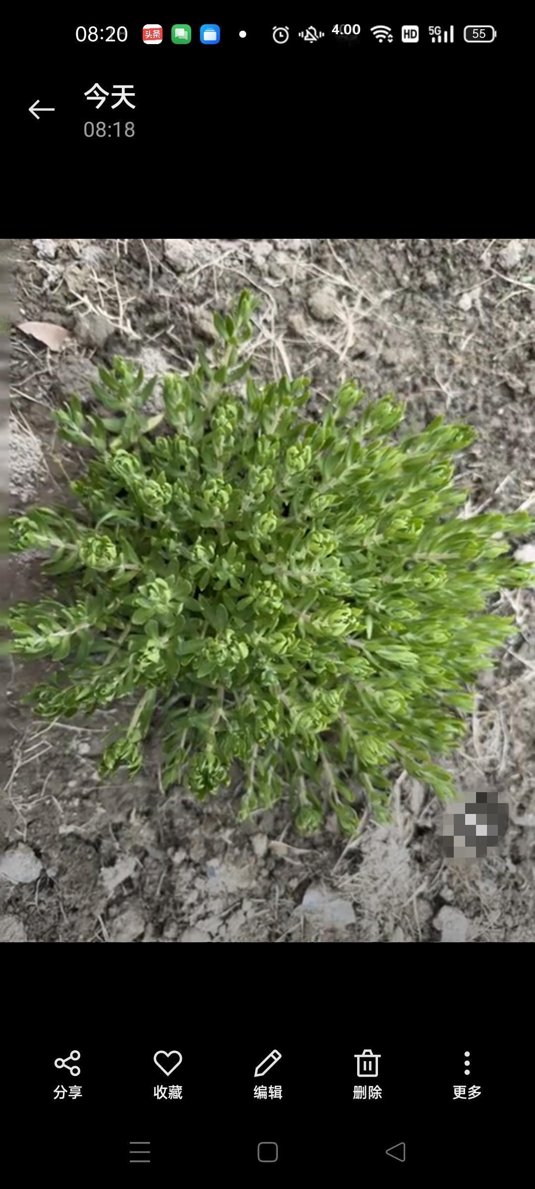 大家认识这种草吗？据说是一种中草药，能治病！