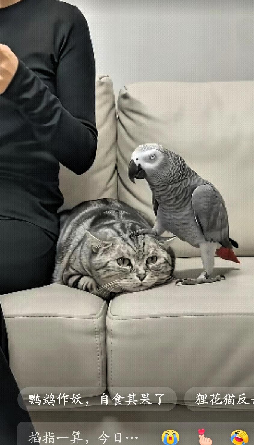 鹦鹉仗着女主人的宠爱，居然欺负到了狸花猫头上。主人离开后，场面立刻恢复平静