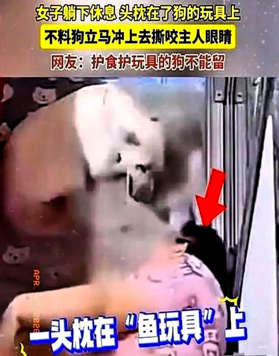 畜生永远是畜生！2024年媒体报道，黑龙江﹣女子躺下休息，头枕在了狗的玩具上，没