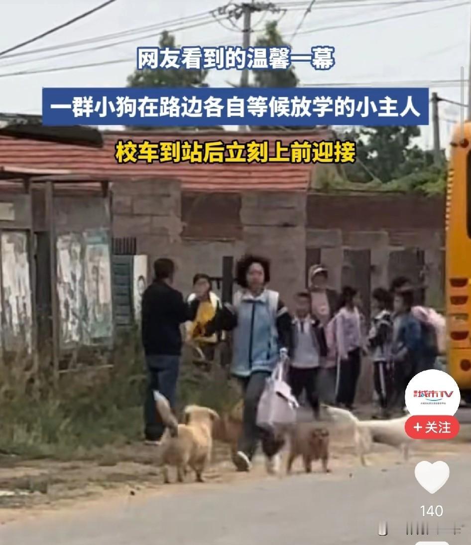 太治愈了！村头一群狗子集体蹲守，校车一停全冲了上去，网友看清后直接破防：原来它们