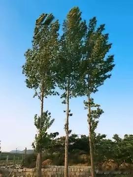 农历七月初一民间流传鬼门开的说法，网上罗列一大堆禁忌，不少人看得心里发慌。其