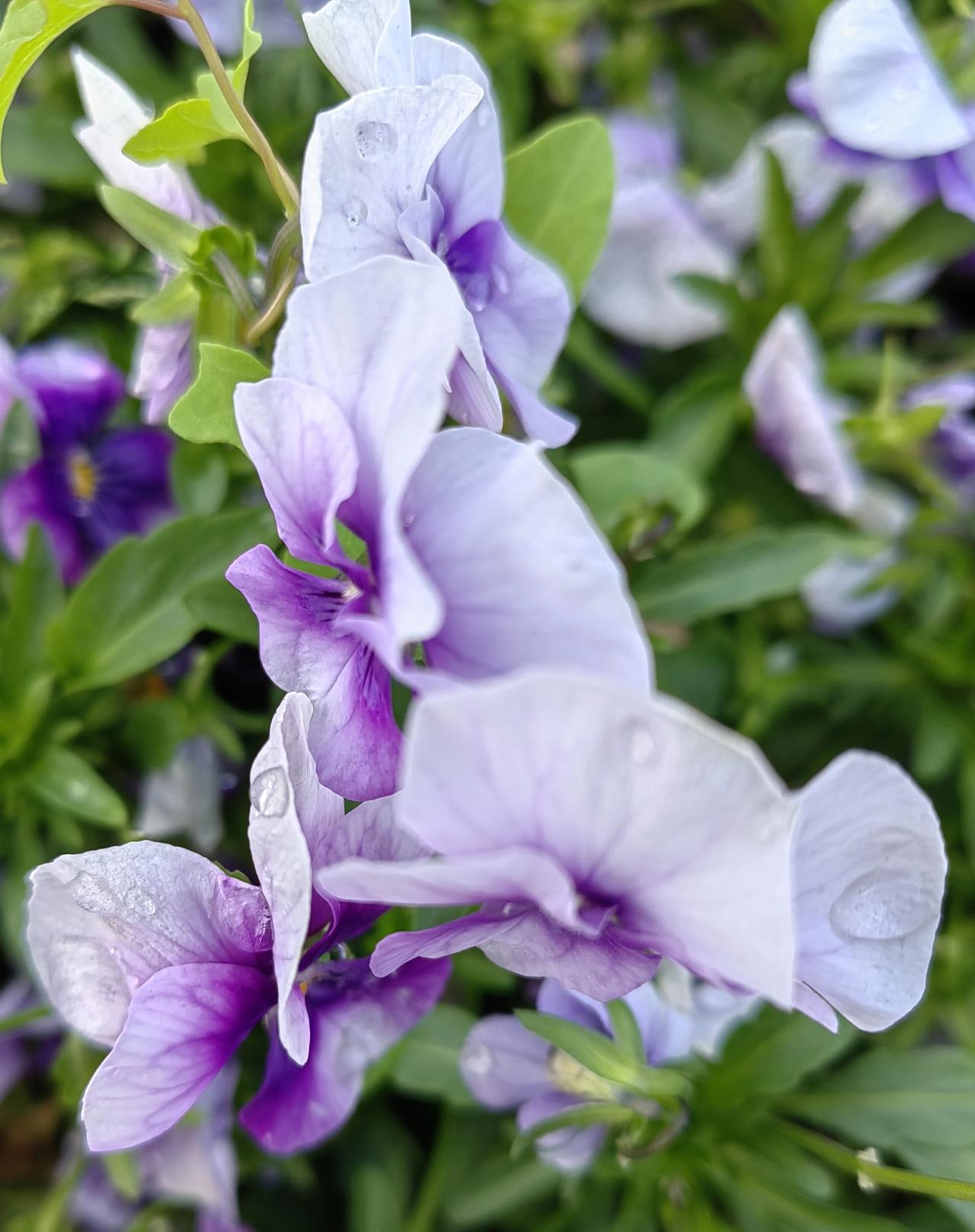 北宋几个有名的奸臣，大部分受过王安石的推荐，其中吕惠卿最受王安石欣赏。《宋史》
