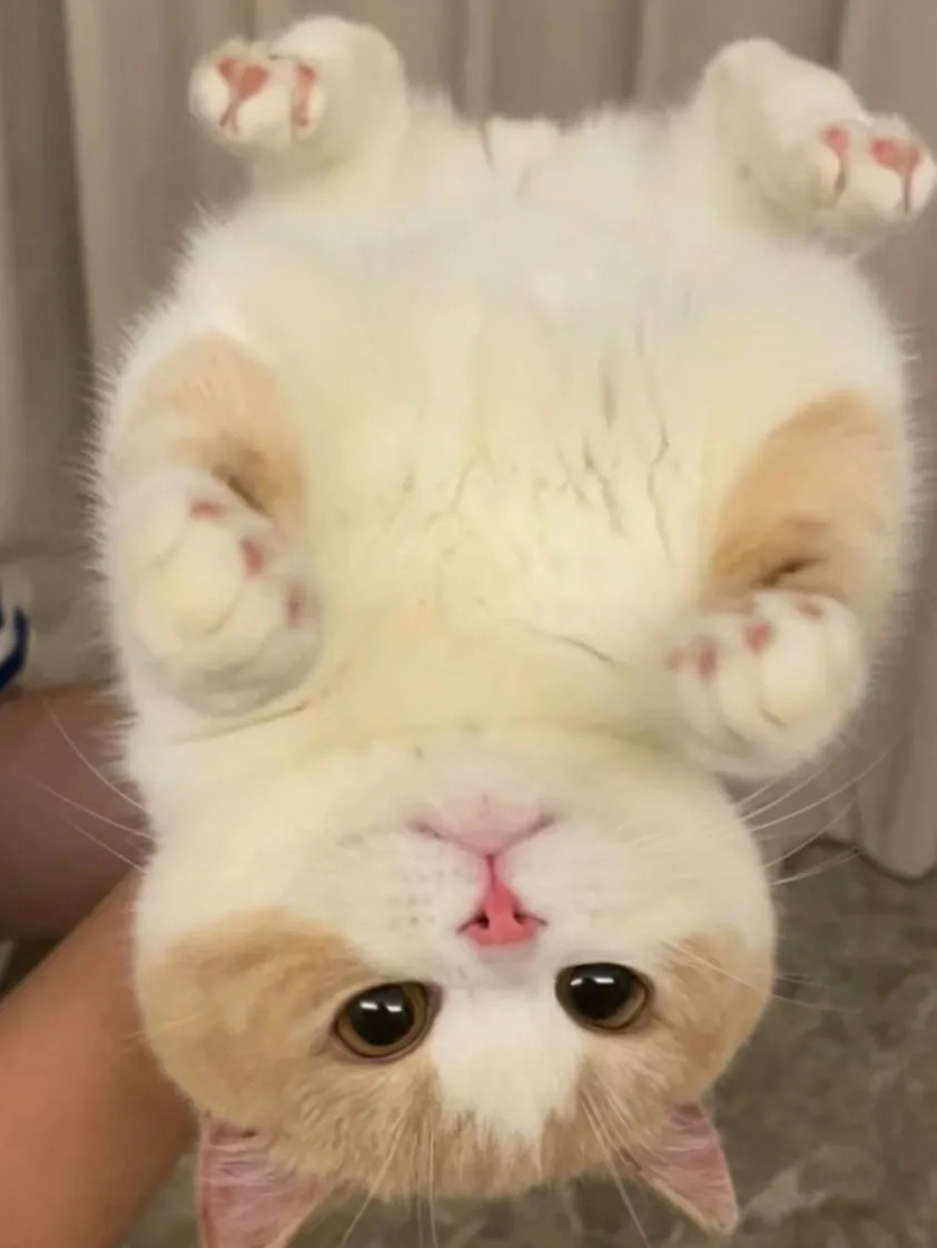 你们看把猫🐱抓起来，它就在手上练猫猫拳。猫猫:你们别看我小，我功夫历害得很[捂