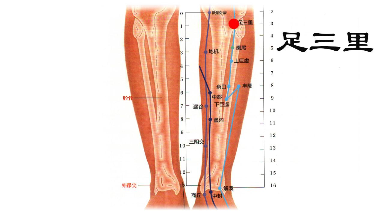 足三里:屈膝,犊鼻下3寸,距胫骨前缘一横指(中指).