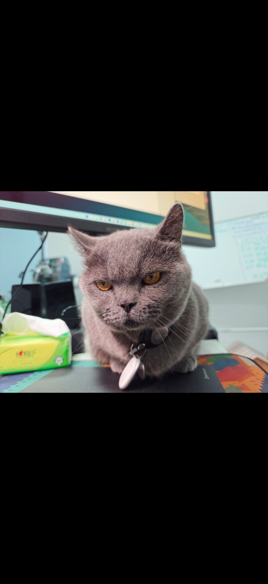 两亿这个拍猫确实牛逼