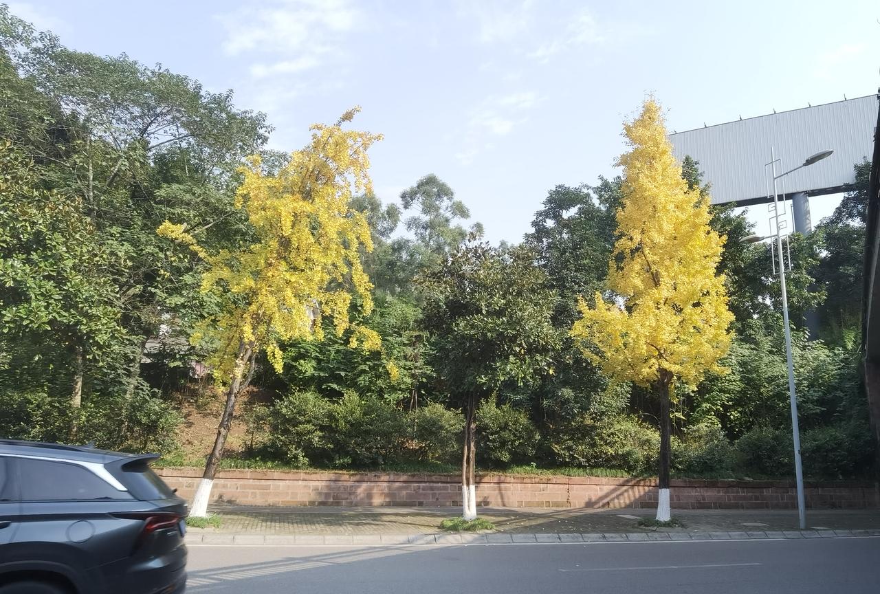 在重庆，能体现重庆秋天特征的树种不多，银杏树就是其中之一。银杏树，应该不是重庆