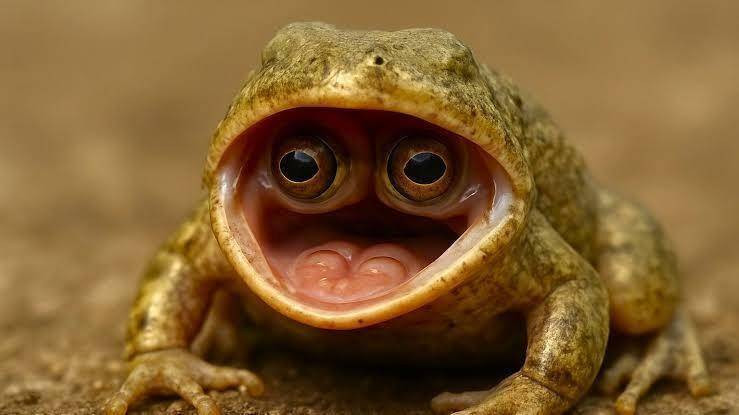 1992年，摄影师斯科特·加德纳发现了一种自然界最奇特的异常现象之一：一只眼睛长