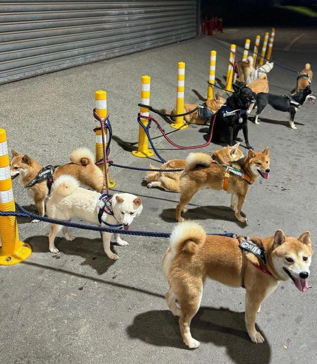 路过一个停狗场​​​