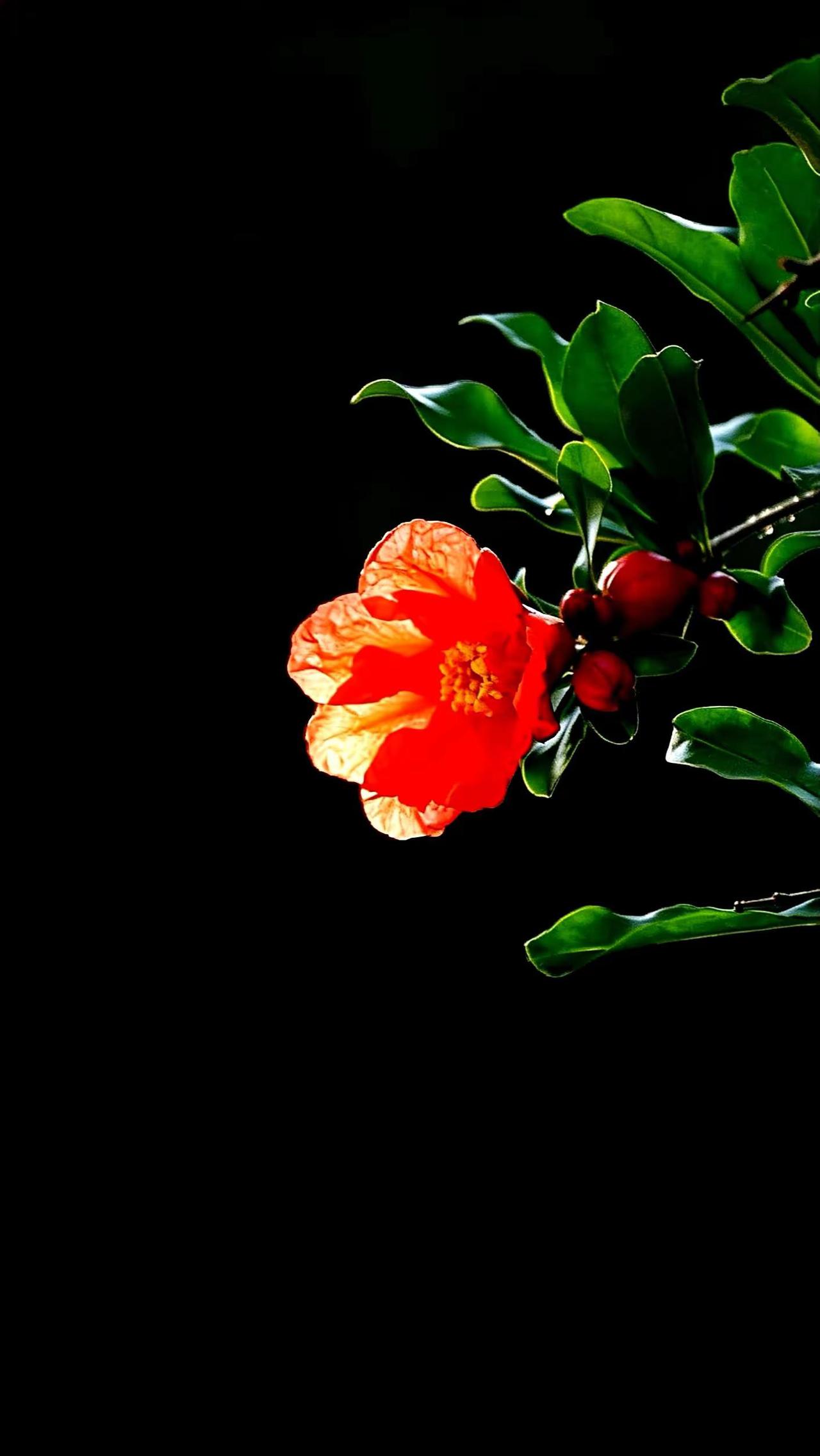 似火的榴花五月开。花卉摄影原创分享拍花拍出新境界
