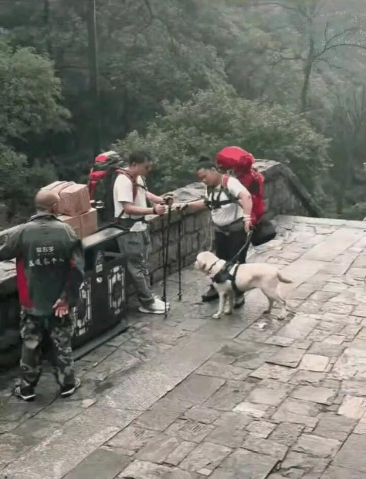 导盲犬被杖打饿肚子！两盲人带犬登泰山引众怒基地果断收回太解气必须给导盲犬基