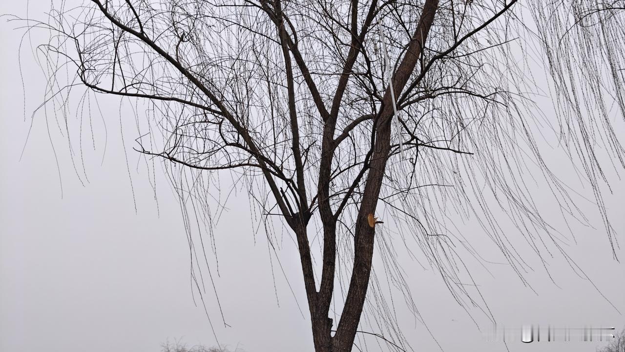 我本有枝向青天，​奈何垂丝绊，​不知心归何处，轻风拂乱，​却盼，却盼，