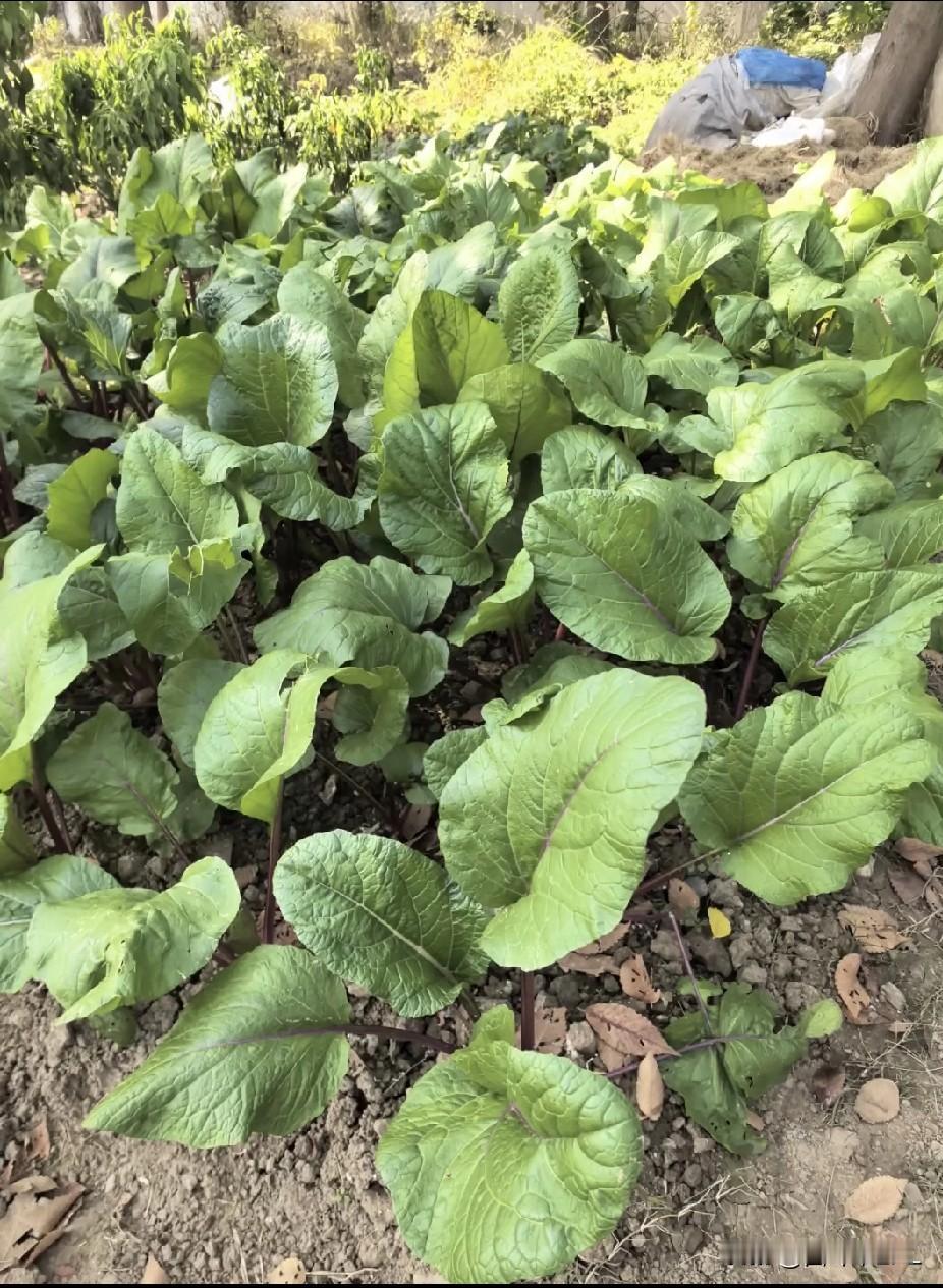 冬天的风已经很冷了，绿意盎然的蔬菜园，长势真不错，生机勃勃的自然之美。