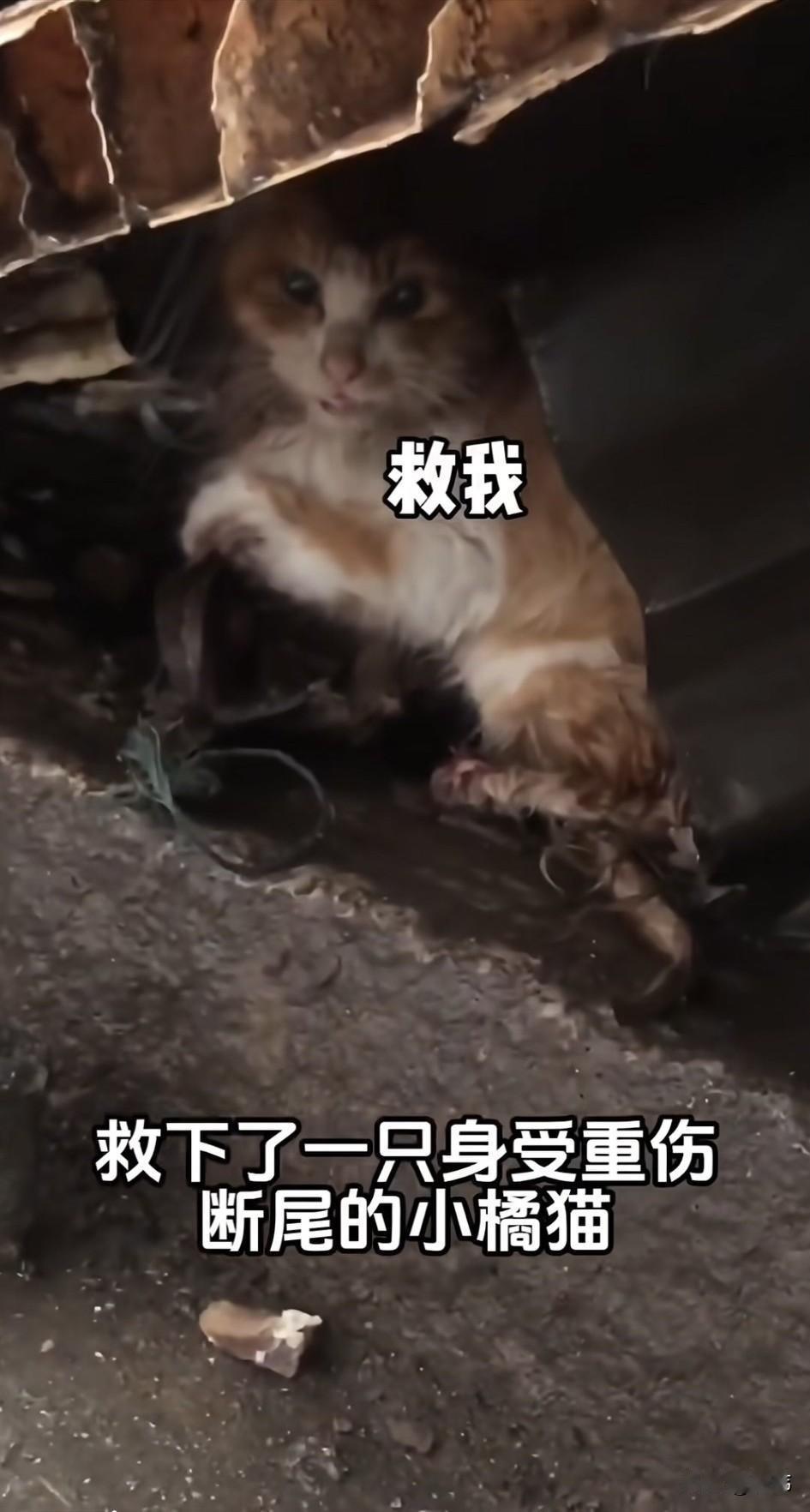 泪目了！一位小姐姐四年前救助了一只深受重伤的橘猫，当时它被捕兽夹夹住了尾巴，善良