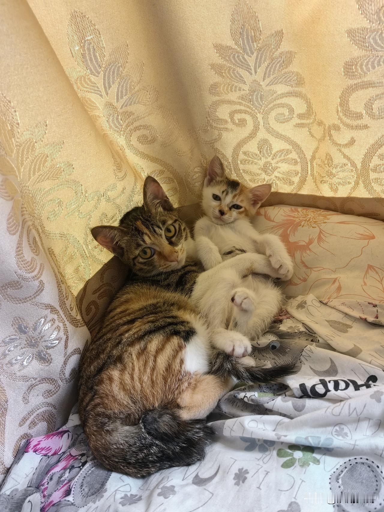 猪又不值钱了，猪肉价格跌到菜价了，我们这猪肉8块一斤，幸亏我们这里没人养猪了。