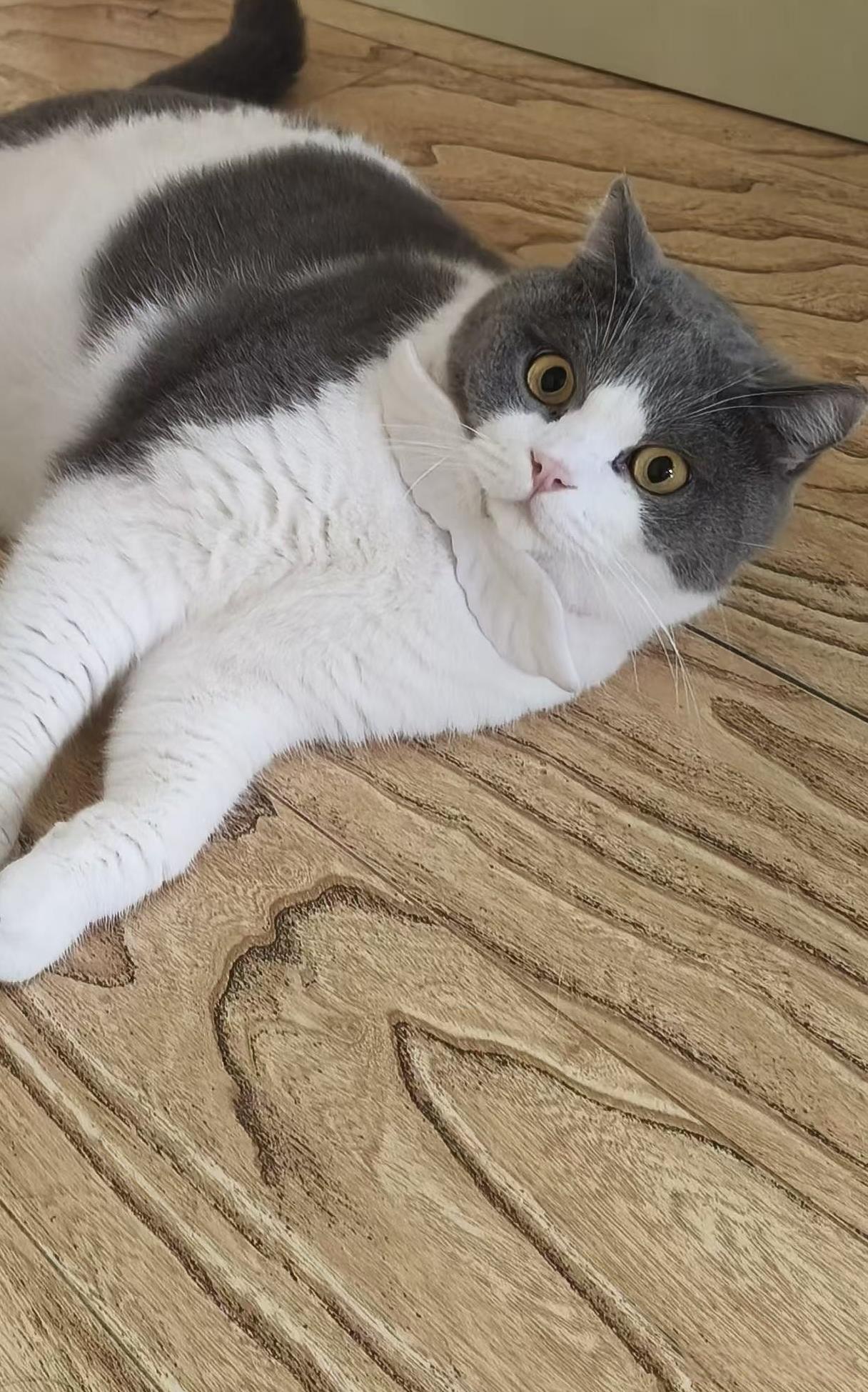 #用一张照片证明猫咪的可爱#我家的小可爱晨光漫过窗沿时你正把毛线球，滚成会