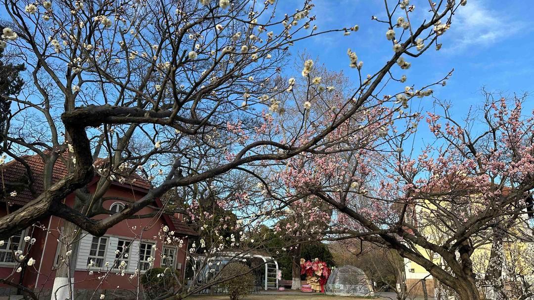 青岛春日限定！市南区中山公园梅花海引爆打卡潮，浮山所六百年市集春菜抢鲜，金茂湾购