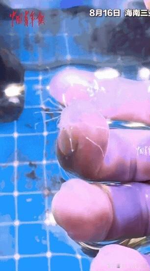 “彻底解释不清了！”一男子在海南三亚潜水，一头扎进水里，结果他好一会没有
