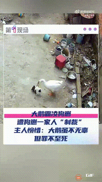 河南周口一户人家养了四只小狗和一只大鹅，本来它们之间和平相处，并没有什么交集，谁