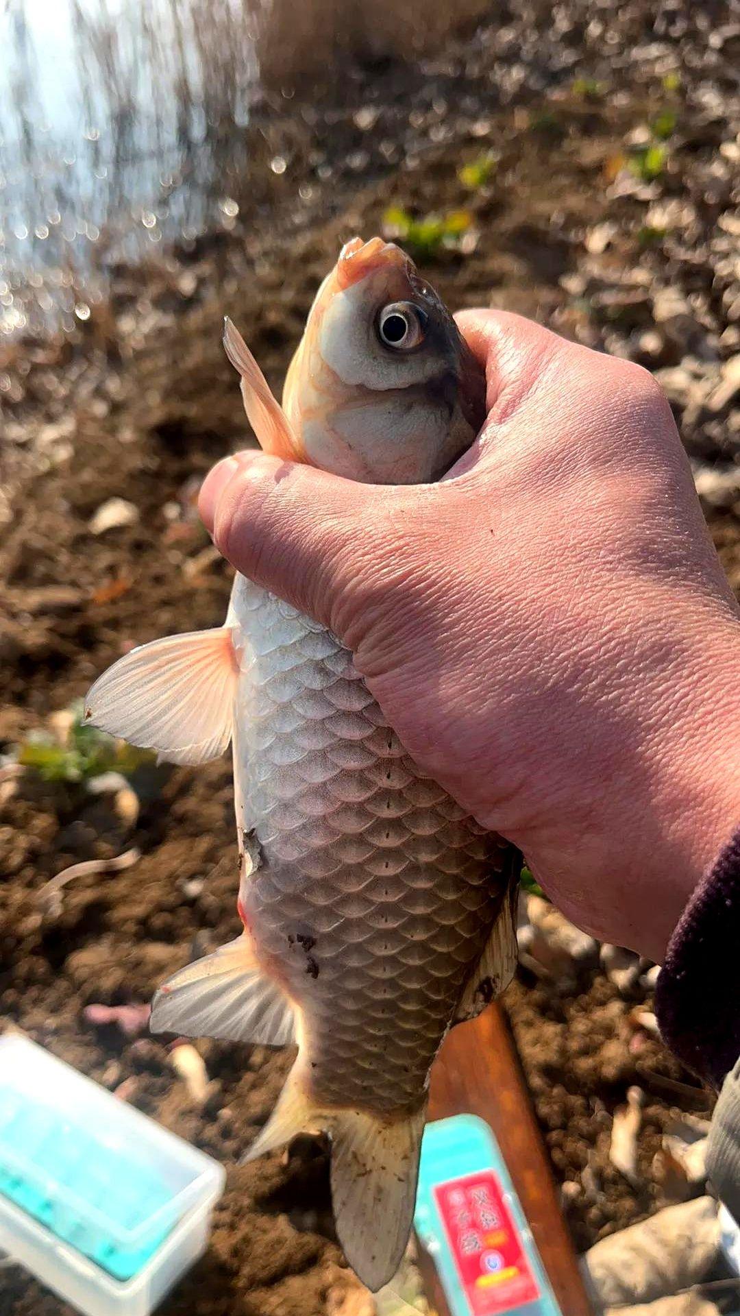 昨天就俩小时，连窝子都没打，结果你猜怎么着？直接干上来好几条四两往上的大板鲫