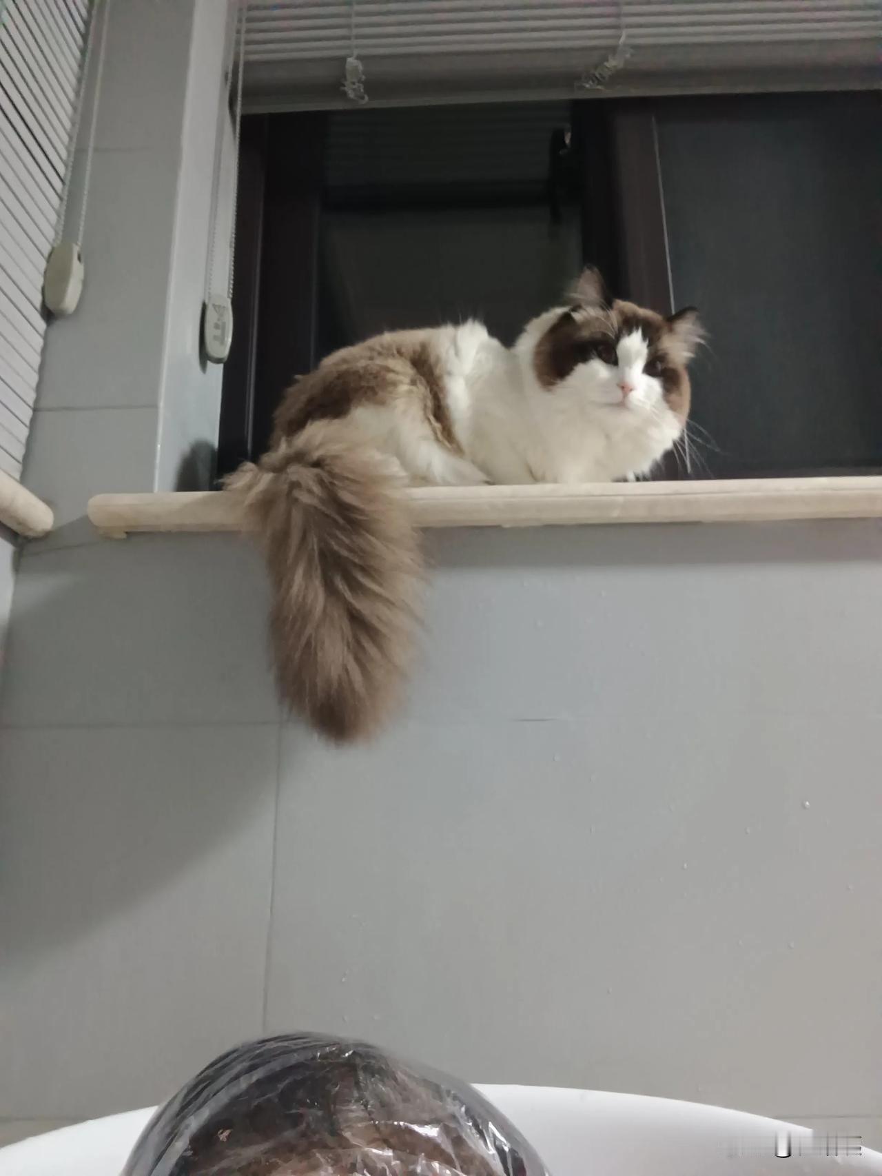 我家布偶猫是个跟屁虫平时走哪儿跟哪儿，但又不主动求抱抱，差不多保持1米距离。