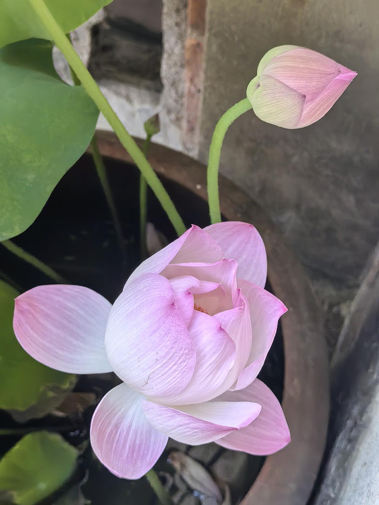 十二生肖最容易上当受骗的1.属猪心软单纯，防备心弱；2.属兔共情力强，极易轻