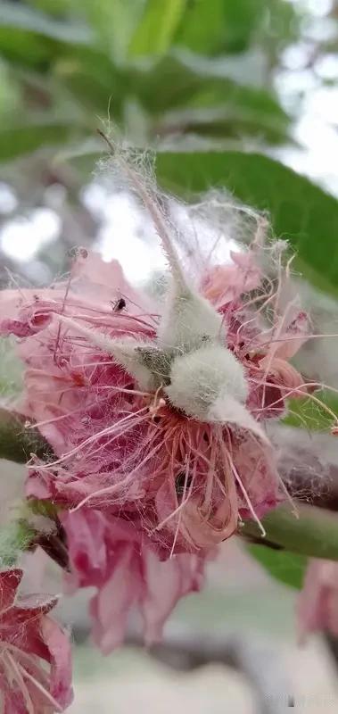 桃树花期遇蚜虫实在令人头疼春天桃树抽梢开花蚜虫便开始作乱它们群集嫩梢于