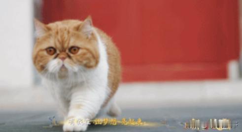 记者问单霁翔：“故宫有200多只野猫，为何不驱赶？光喂养费就得一大笔。”单霁翔说