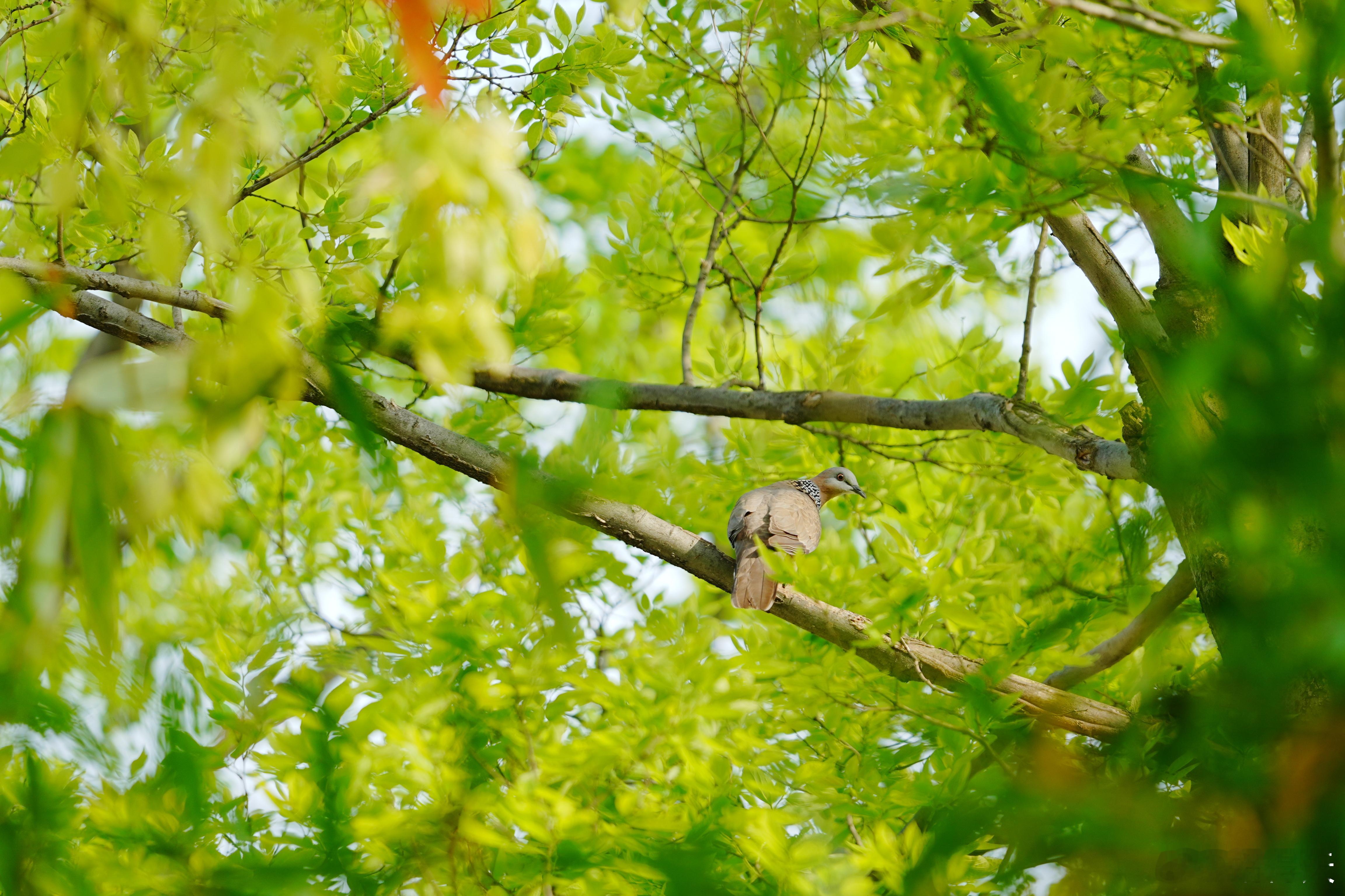 你好呀，珠颈斑鸠蜗的摄影日记观鸟