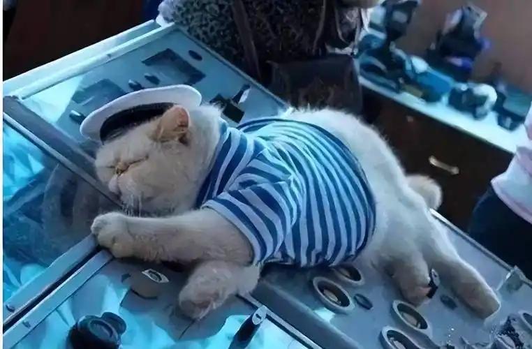 航母上为什么养猫？是不是为了抓老鼠？其实不是，现在航母上的猫早已不只是为了捉老鼠