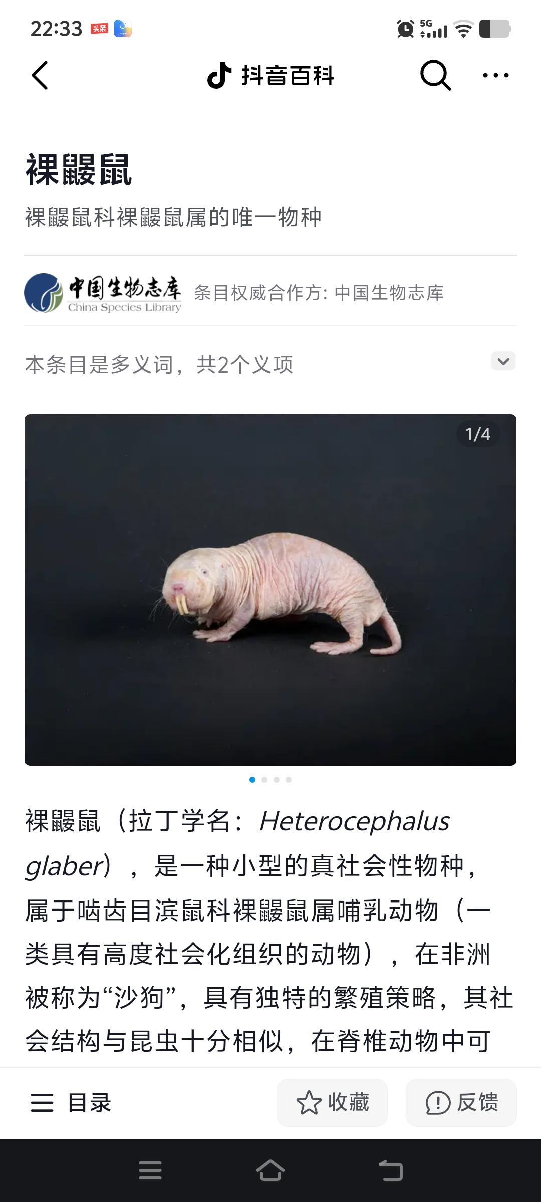 这种93%人体基因相似的神奇哺乳动物，居然不长癌症，寿命长达30年，还能耐疼痛，