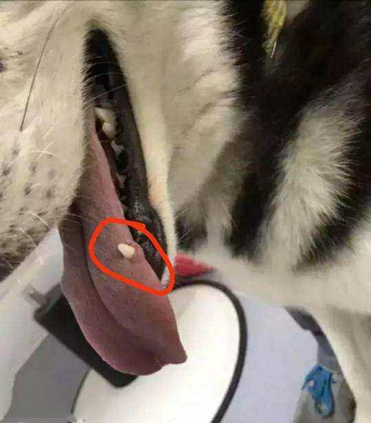 二哈把自己的舌头给咬了