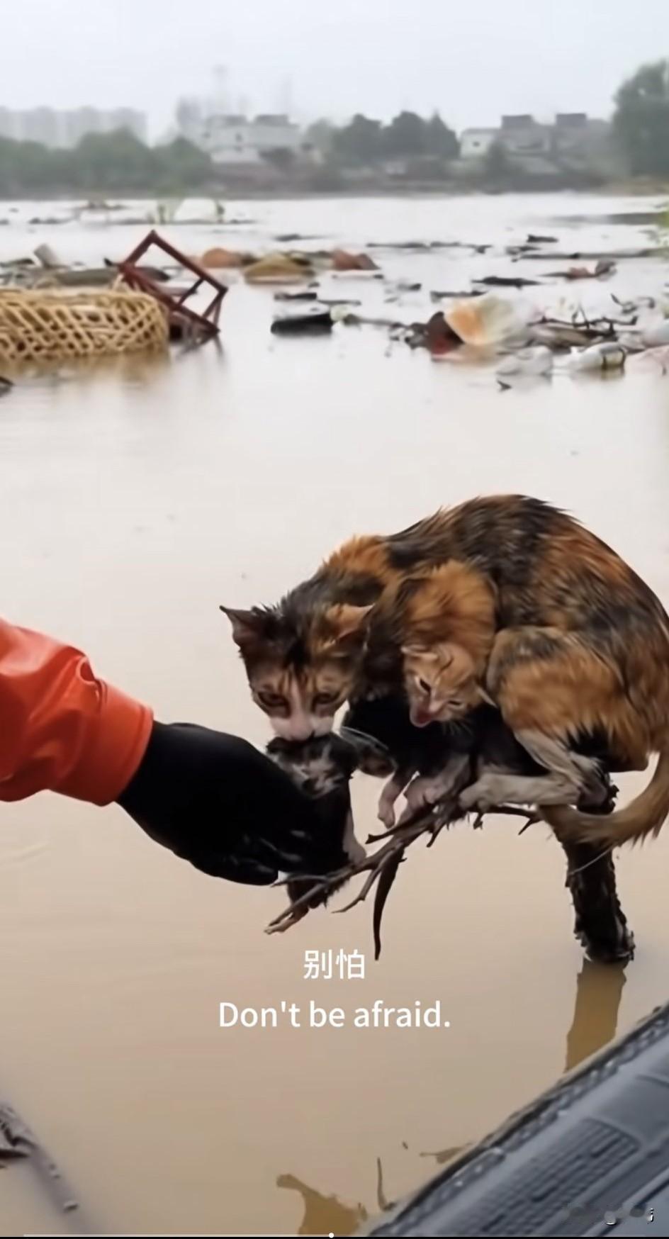 洪水无情，人间有爱！这天一只流浪猫妈妈居住的村庄遭遇了特大洪水，很多房屋都被淹没