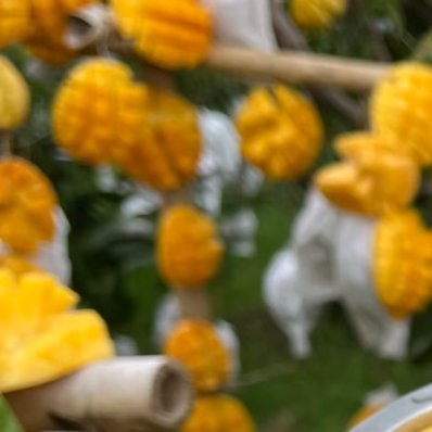 🌱育苗与定植芒果一般用嫁接苗，成活率高，结果更快。定植时间春秋皆可，春季更好