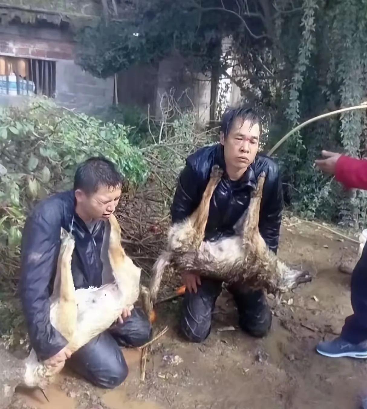 村里捉住两个偷狗的人，他们发现狗狗后，趁着四下无人用弓弩把狗狗射杀后捡走。村里的