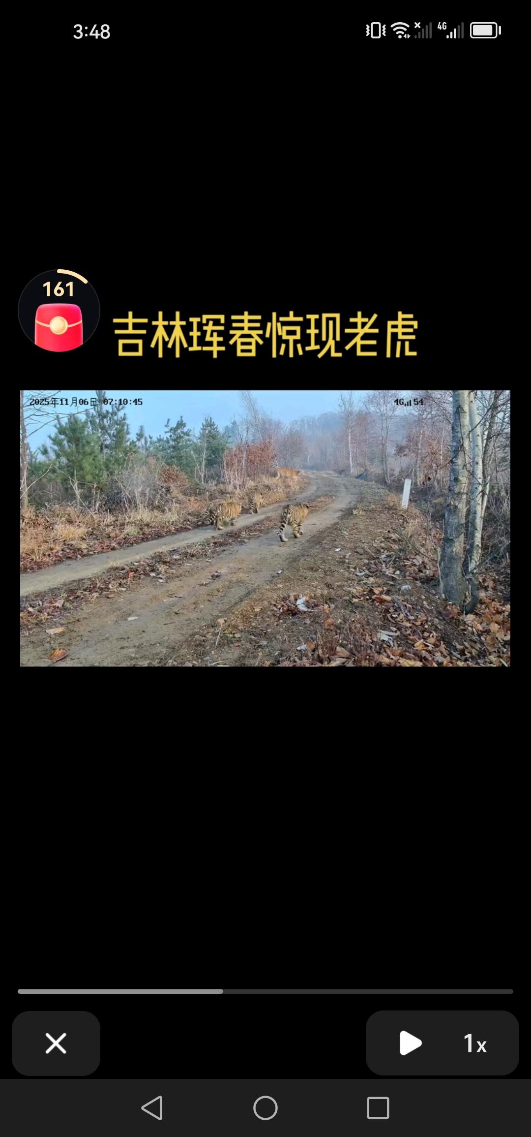 11月7号，吉林珲春发现一只母虎带着四只幼崽现身公路，这母老虎可真厉害！今日，