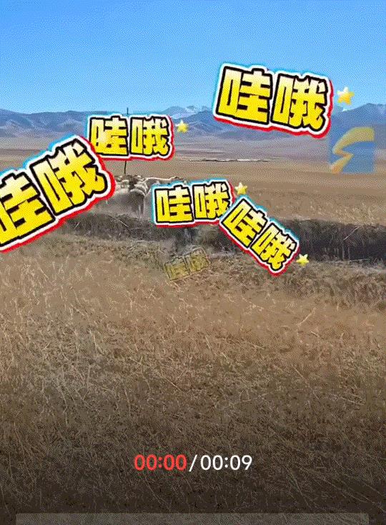 万万没有想到，一女子带自家边牧犬去新疆自驾游，路途中，偶遇一位大叔在路边放羊，见