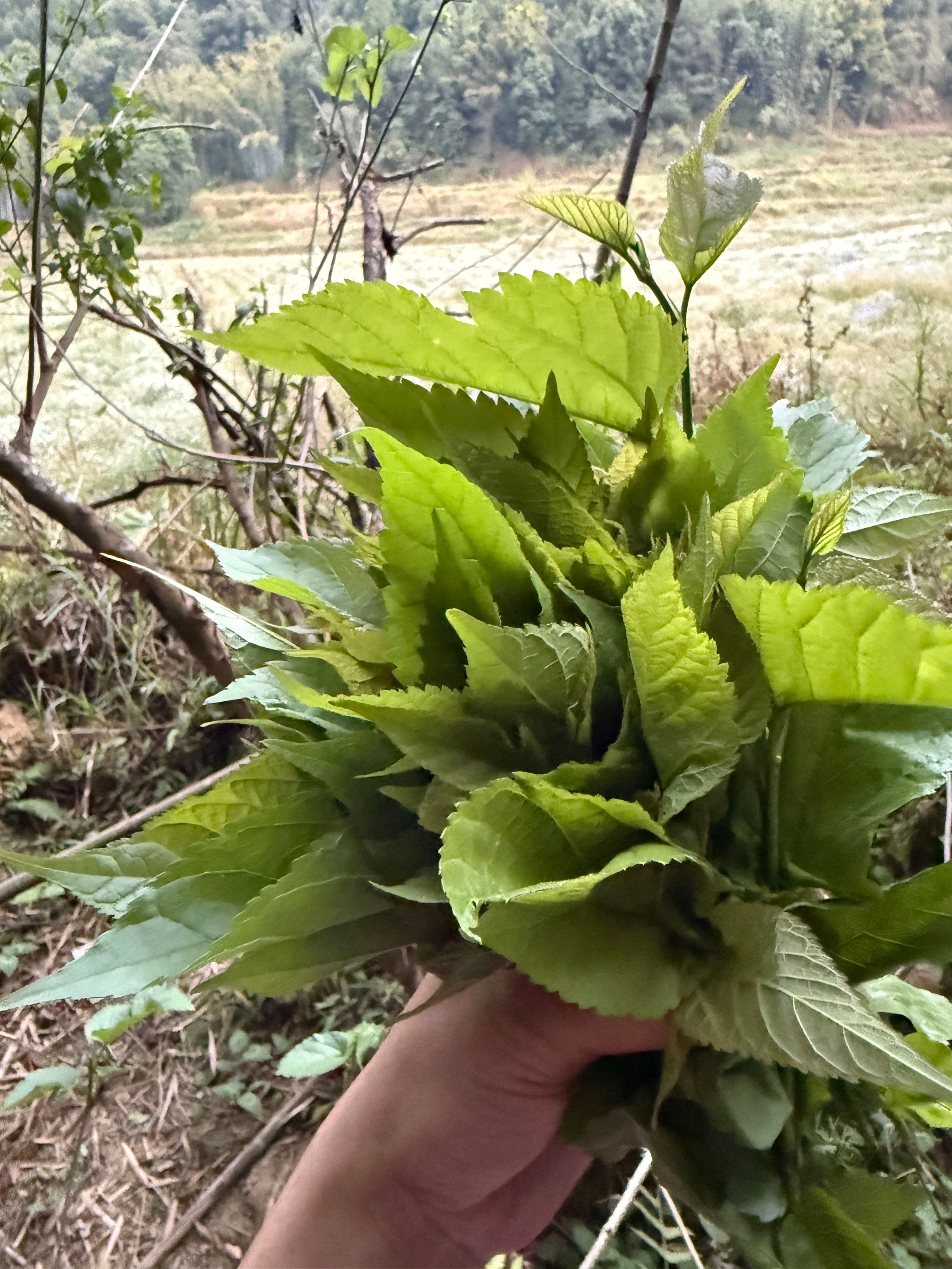 在家摘野菜是最快乐的事情有人知道这是什么吗？